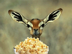tumblr_m761m4FWB51r4ygfqo2_250.gif