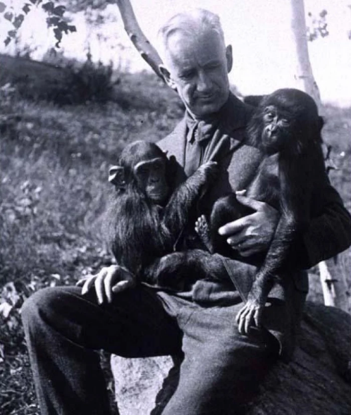 humanzee-chimps.png