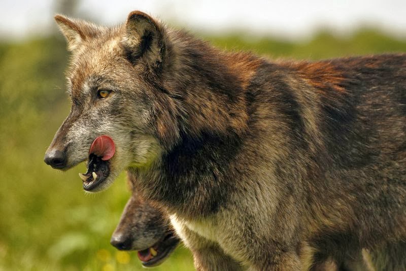 wolfe.jpg