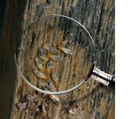 termiteinspection_photo.jpg