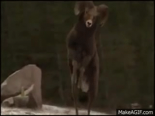 EwfDiy.gif