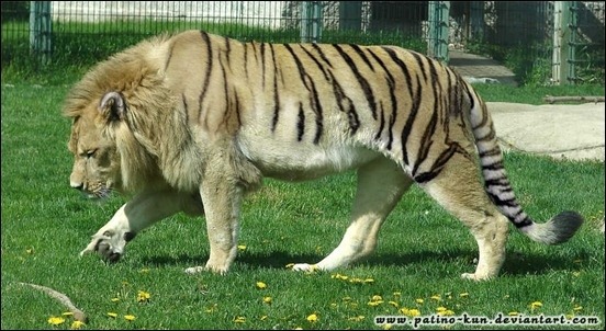 liger.jpg