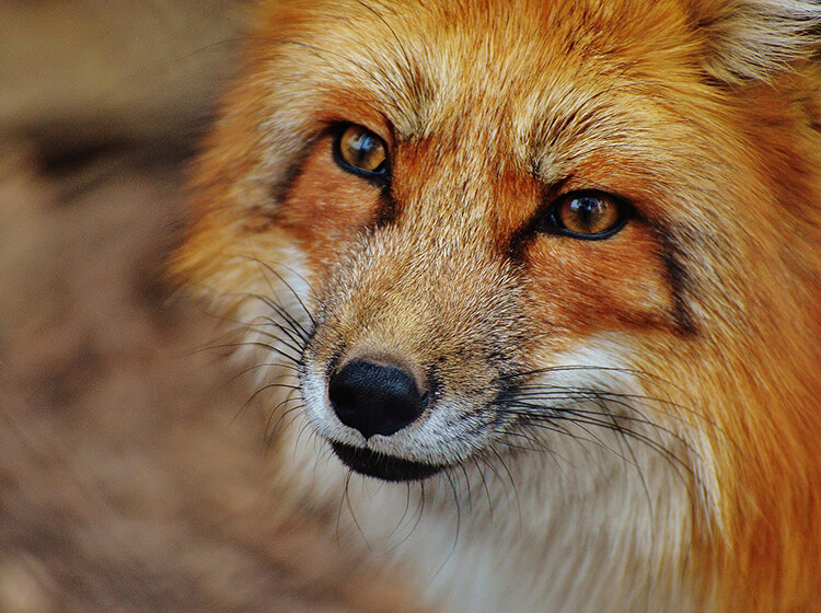 random-animal-generator.jpg