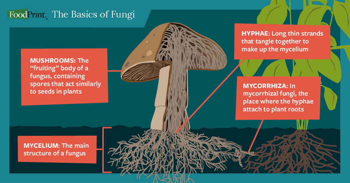2021_04_15_FP_BasicStructureOfFungi_1200x628.png