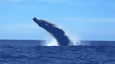 70e6d53a7bdc436dd3bc6f618e0ab070.gif