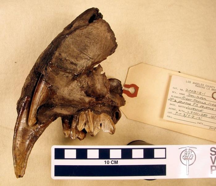 saber-tooth-fossil.jpeg