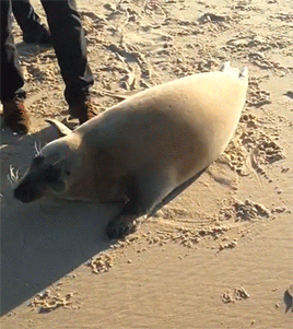 tumblr_nin80tAnMh1qb6v6ro1_400.gif