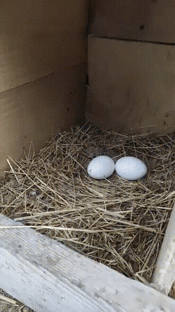 cat-egg.gif