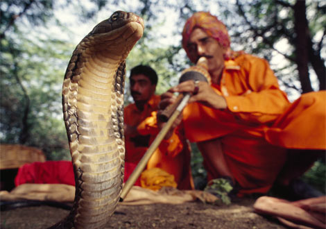snake-charmer_272527.jpg