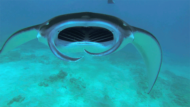 manta.gif