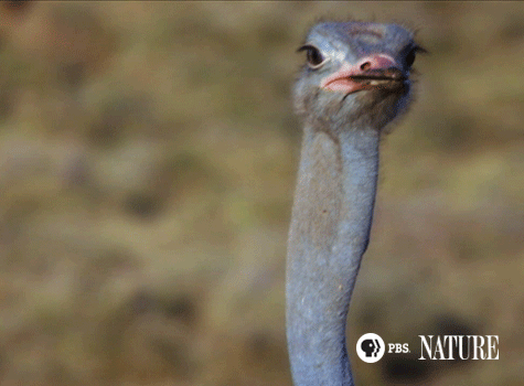bird-gif-7.gif