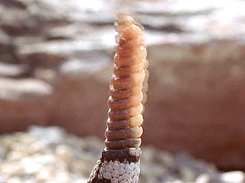 rattlesnakee_rattler.gif
