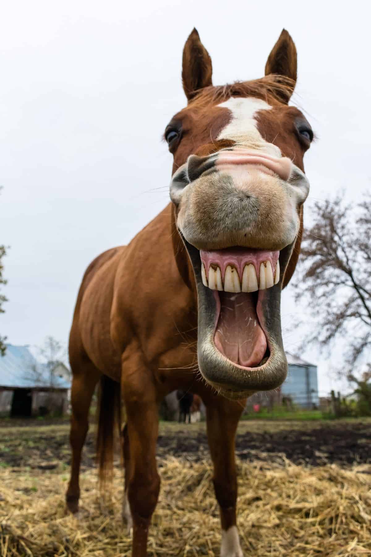 Brush-Horse-Teeth-1.jpg