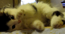 tumblr_mpyso5IGUd1rjcfxro1_250.gif