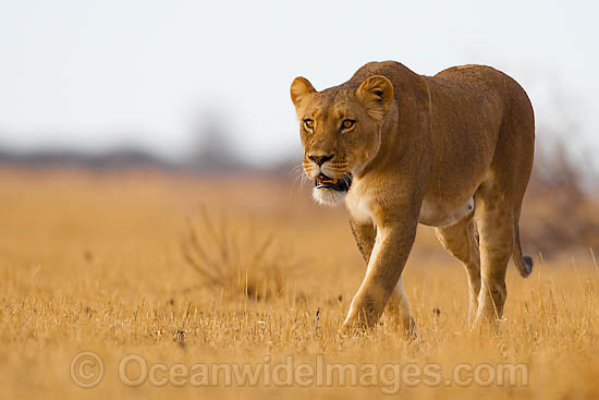 lion-38T4650-04.jpg