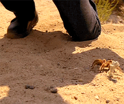 tumblr_ms4cqsuUFZ1qdrcyyo1_250.gif