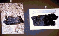 GLOVES1.jpg