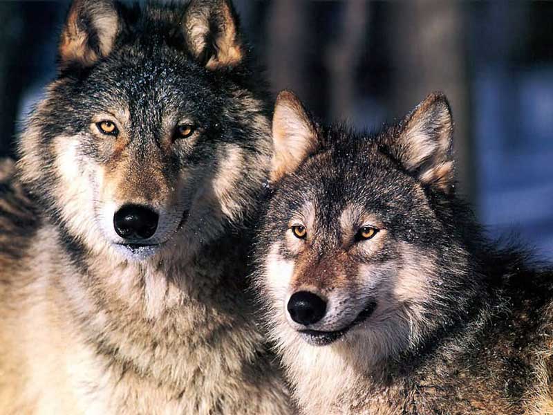 two-wolves.jpg