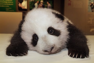 panda.jpg