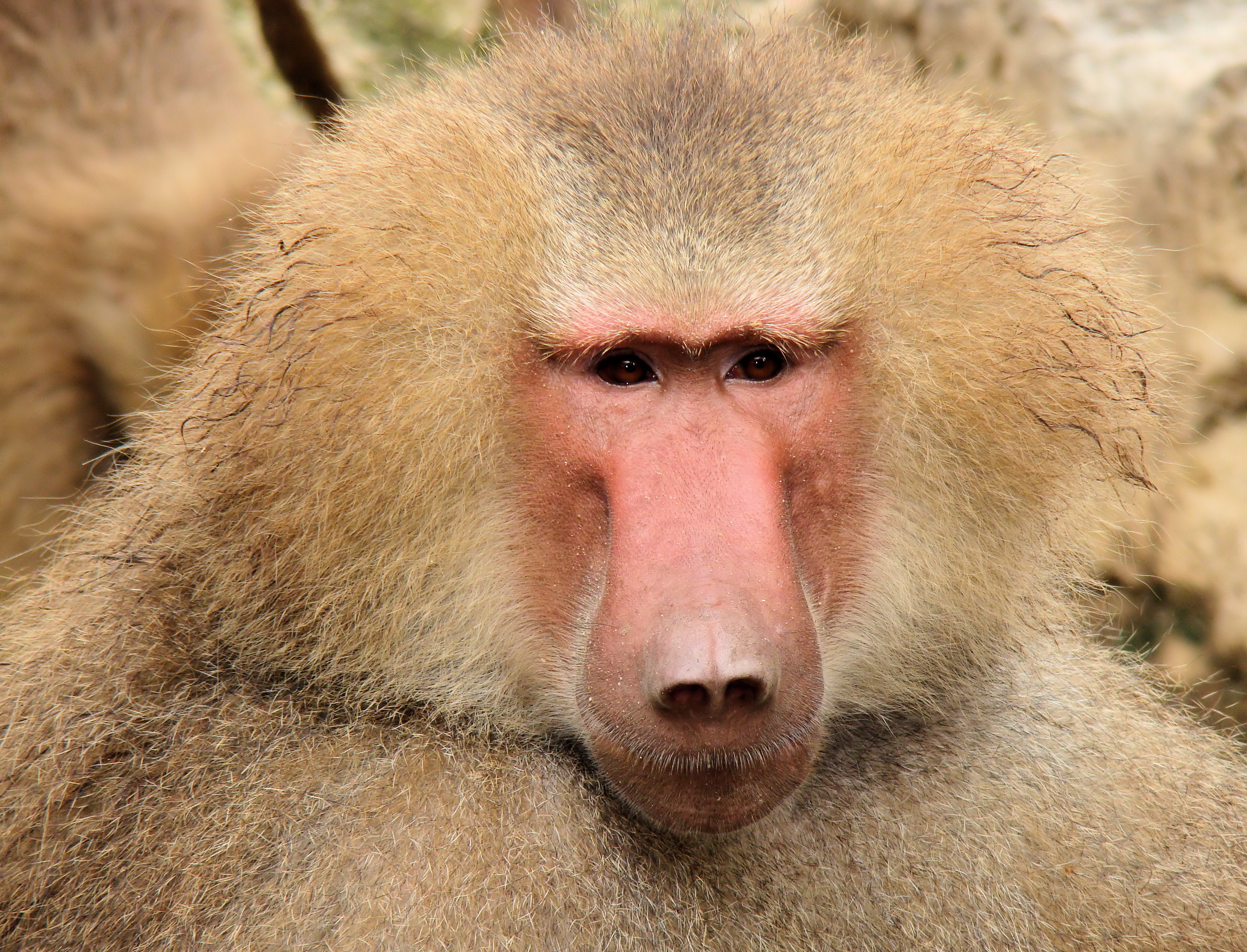 Portrait_Of_A_Baboon.jpg