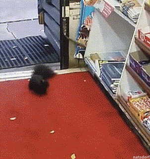 tumblr_ojdopqPeac1vb46leo2_400.gif