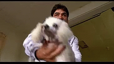 throw-dog.gif