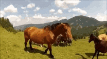 animals-horse.gif