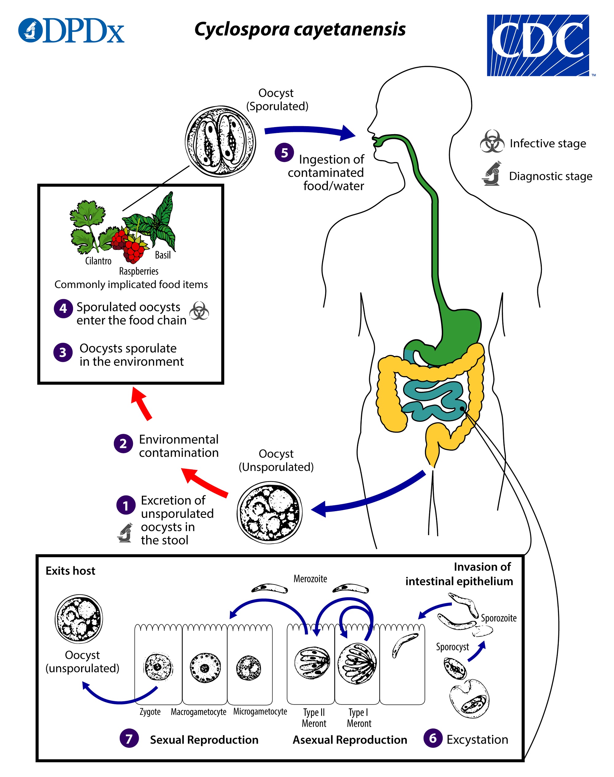 Cyclosporiasis_LifeCycle_lg.jpg