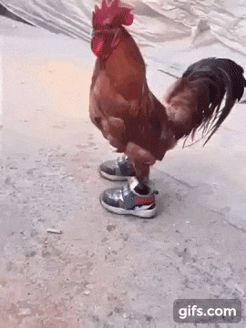 giphy.gif