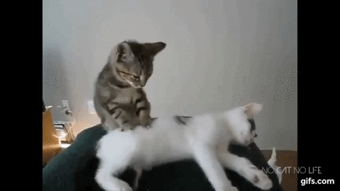giphy%20%2818%29.gif