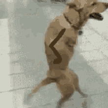 tenor.gif