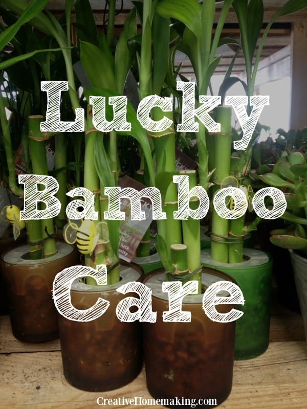 lucky-bamboo-care.jpg