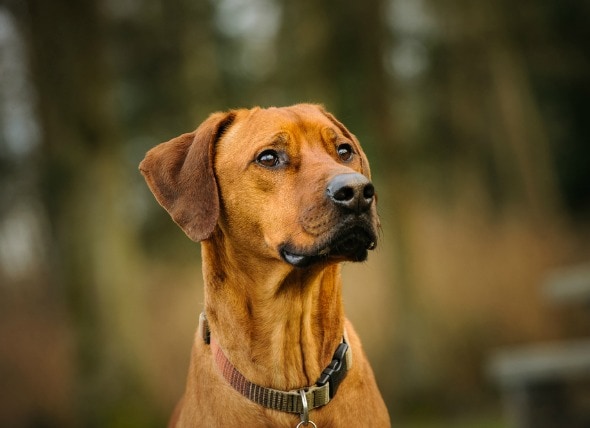 shock-decrease-circulation-dogs.jpg