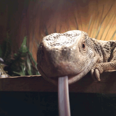 tumblr_okrep9aaeO1sskdrho1_400.gif