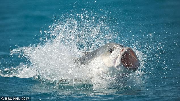 47AEB8F900000578-5226613-image-a-133_1514827190469.jpg