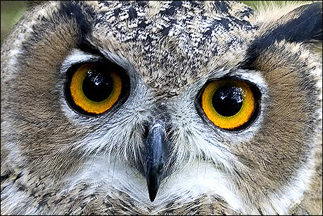 european_owl.jpg
