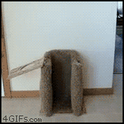 tumblr_mkso9me5CW1s5rsdao1_250.gif