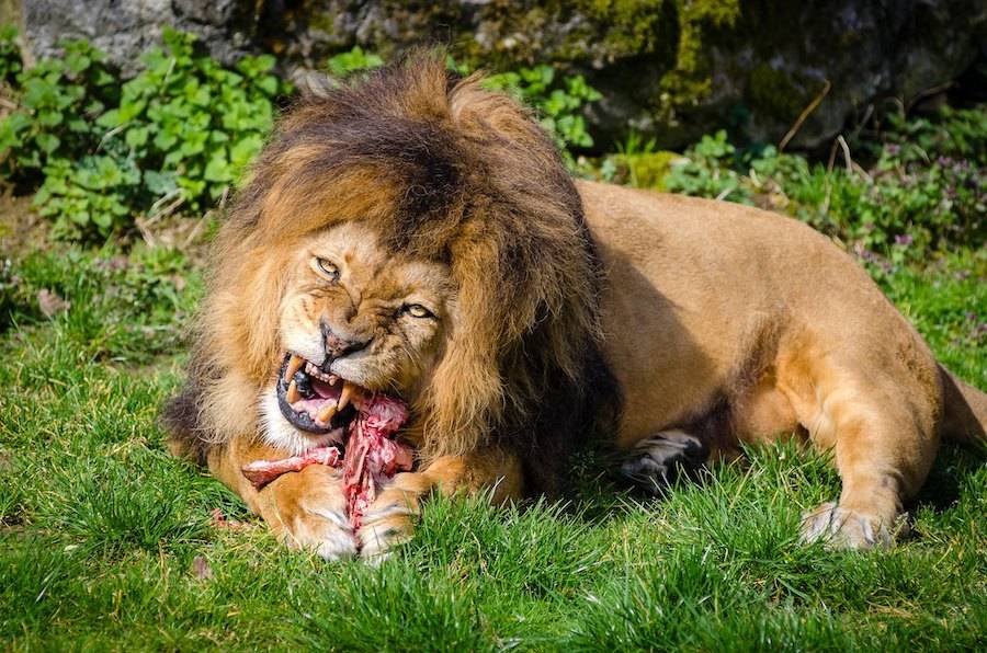 Lion Eating Remains