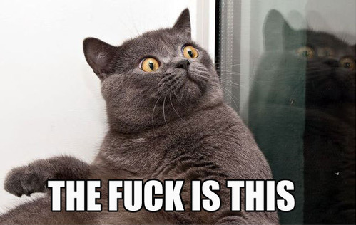 confused+cat+1.png