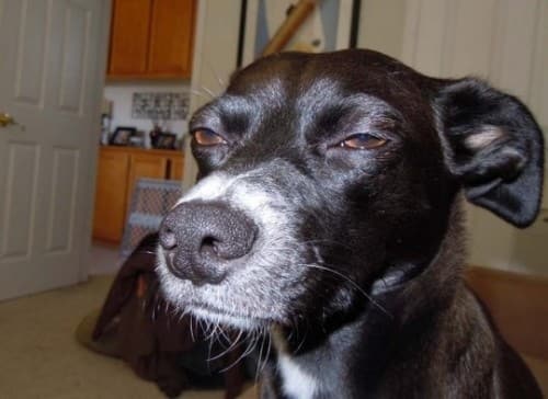 suspicious-dog1.jpg