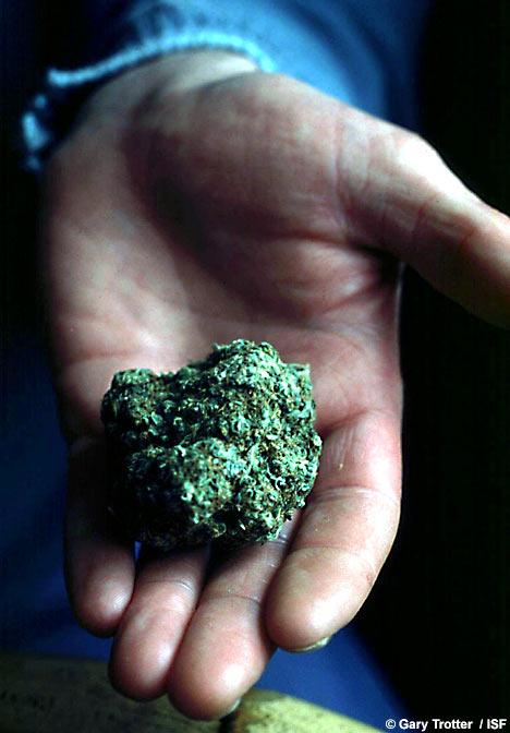 SkunkWeedISF_468x672.jpg