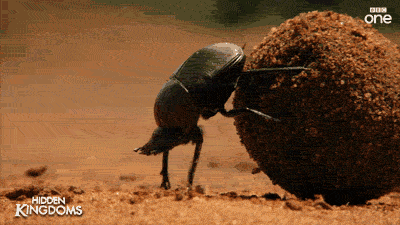 a00ad39047a6eff6f39c336a70b8b65e.gif