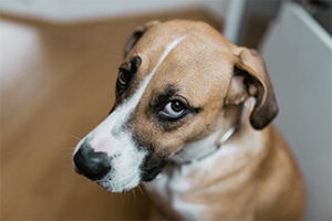 Puppy-Face-1-300x200.jpg