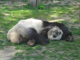 dead-panda-1.jpg