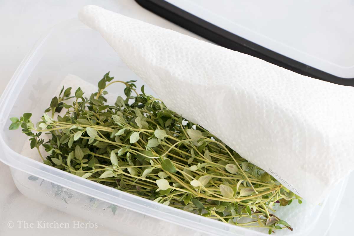 Sprigs of fresh thyme in a container with paper towels. 