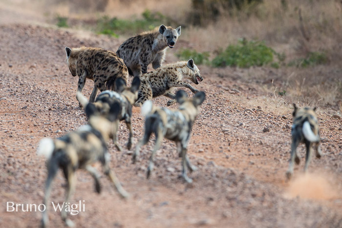 hyenas-and-wild-dogs-at-kafunta.jpg