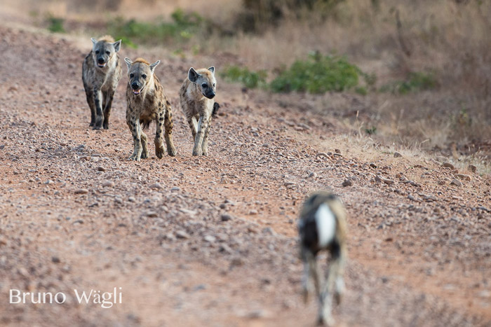 hyenas-at-kafunta.jpg