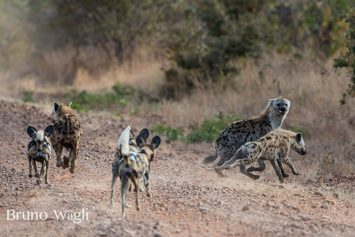 wild-dogs-and-hyenas.jpg