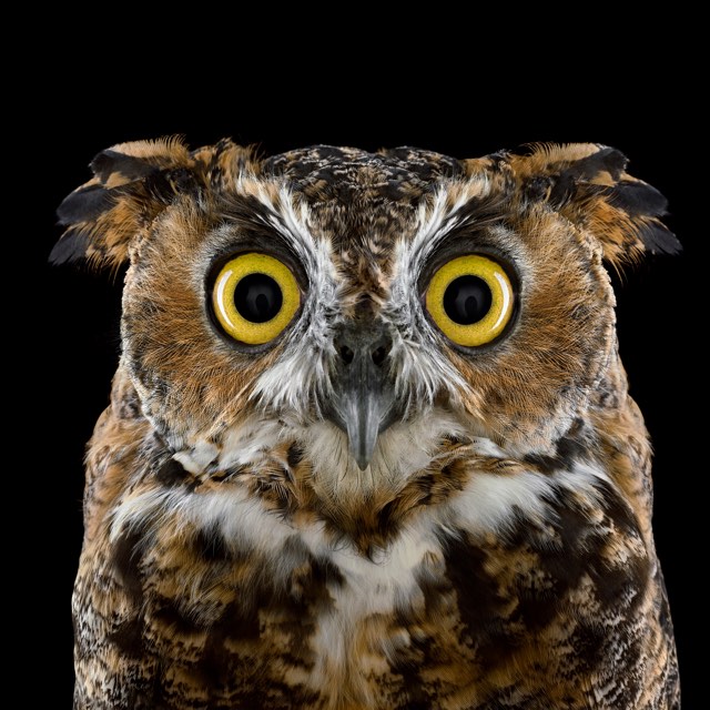 brad-wilson-owl-02.jpg