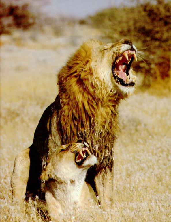 LIONS1-mating.jpg